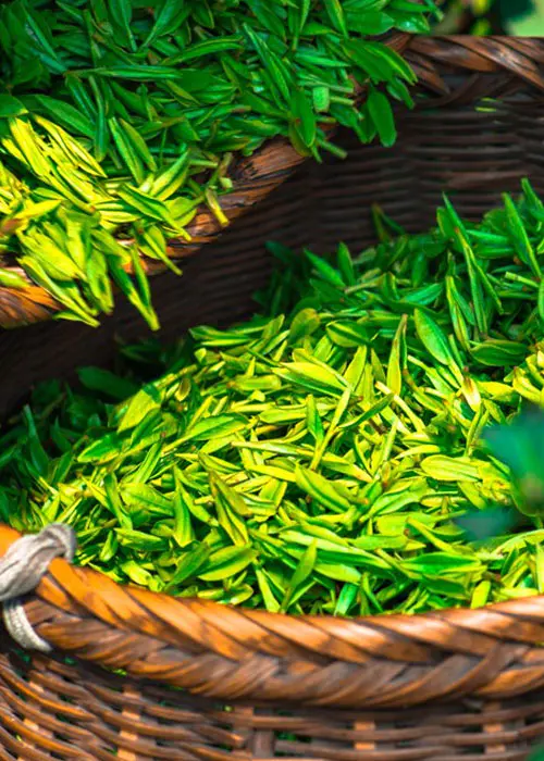 Agricultural Product Processing Agricultural Product Processing